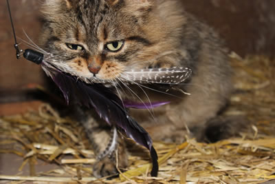 Cats - picture of Bobbie having caught the cat Feather Toy