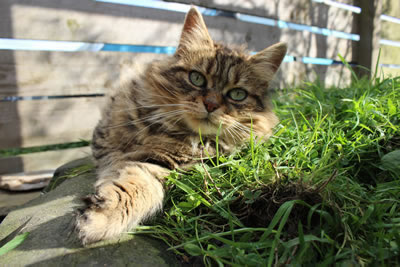 Cat Pictures | Bobbie our beautiful barn cat - Photo 20