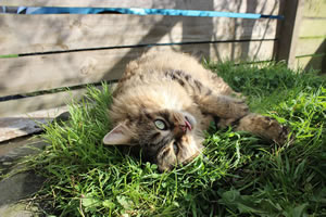 Cat Jigsaw Puzzle 23 - Our cheeky Cat in the catio showing her tongue